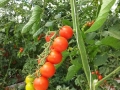 pomodoro-ciliegino-agrisole-2