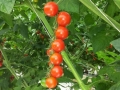 pomodoro-ciliegino-agrisole-3