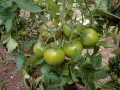 pomodoro-tondo-verde-1