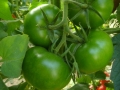 pomodoro-tondo-verde-agro-pontino