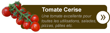 Tomate Cerise