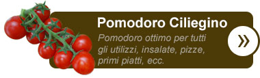 Pomodoro Ciliegino