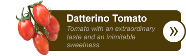 Datterino Tomato