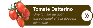 Tomate Datterino