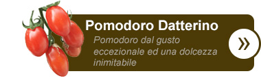 Pomodoro Datterino