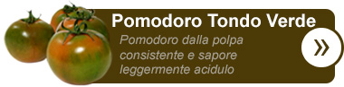 Pomodoro Tondo Verde