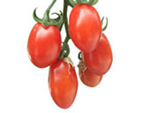 Datterino Tomato